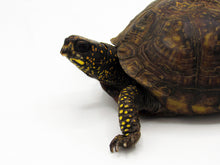 Load image into Gallery viewer, female box turtle
