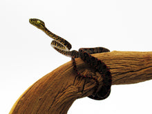 Load image into Gallery viewer, garden phase amazon tree boa
