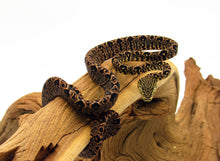 Load image into Gallery viewer, Garden Phase Tree Boa #GPATBUJ02
