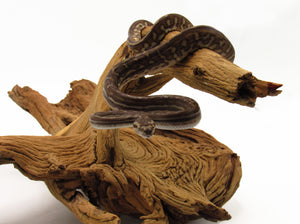 bredl's python