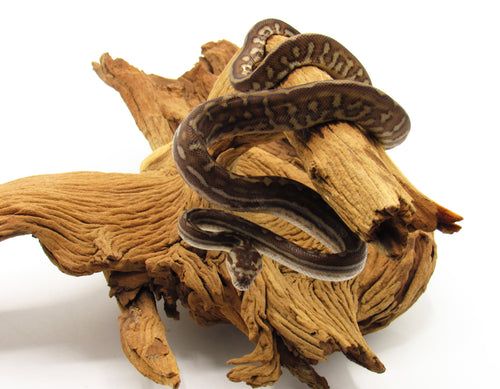 bredl's carpet python
