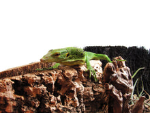 Load image into Gallery viewer, female green tree monitor
