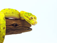 Load image into Gallery viewer, tree python
