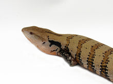 Load image into Gallery viewer, blue tongue skink
