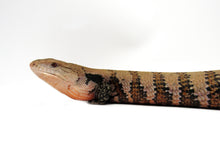 Load image into Gallery viewer, blue tongue skink
