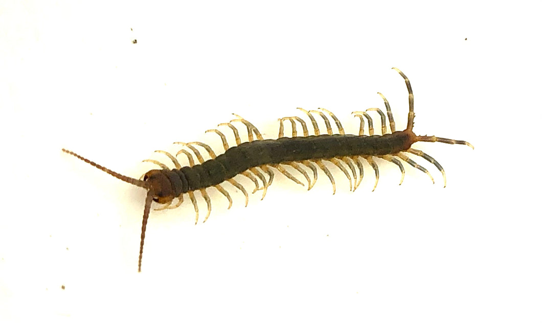 Red Tail Olive Centipede