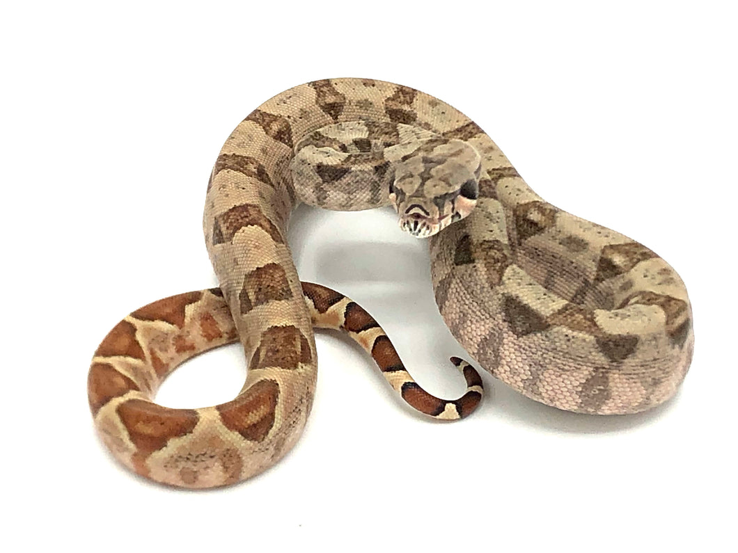 Baby Hypo Red Tail Boa Constrictor 