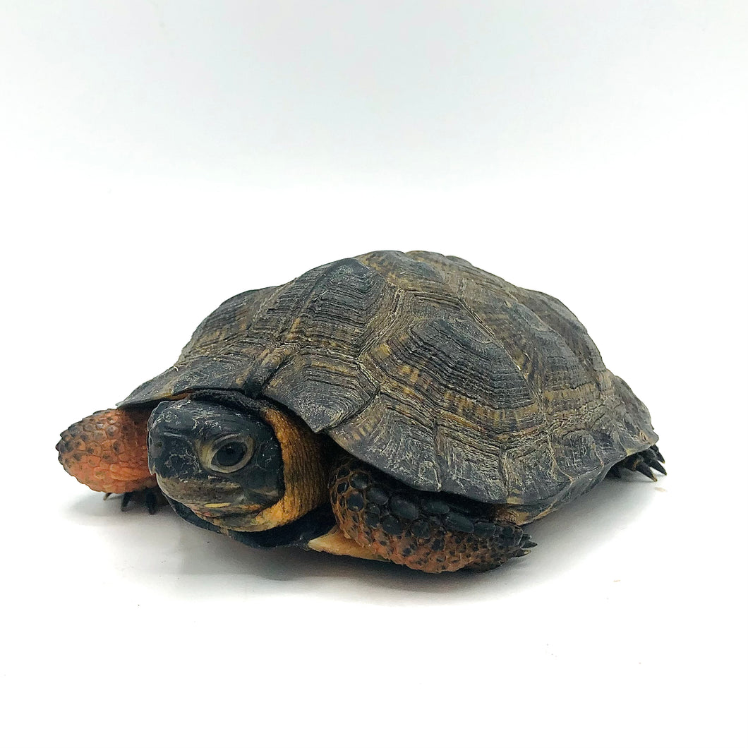 North American Wood Turtle Female #NAWTMPF01