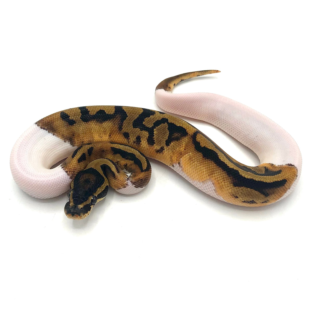 Normal Pied Ball Python Female #PIEDMPF01