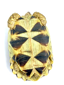 Indian Star Tortoise #ISTF01