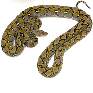 Superdwarf Reticulated Python Male#DRPM01