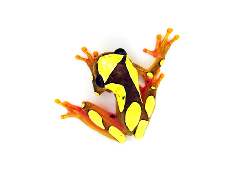 yellow tree frog