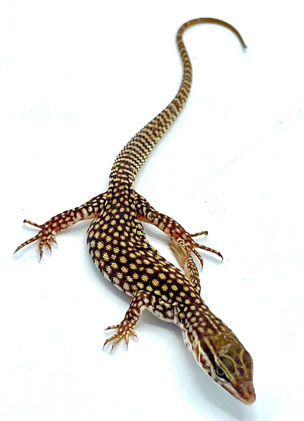 Spiny Tail Monitor Lizard #STMLU01
