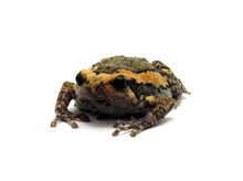 Load image into Gallery viewer, Chubby Frog #CF01
