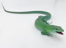 Load image into Gallery viewer, Green Keel-Bellied Lizard Adult Male ID#GKBLM01
