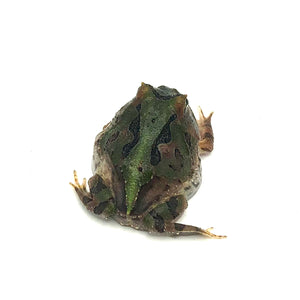 Green Fantasy Horned Frog #GFHFUNMP