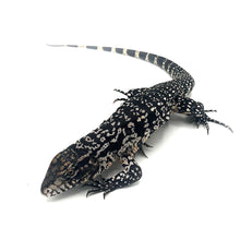 Load image into Gallery viewer, Argentine Black and White Tegu Baby Unsexed #BWTBMPUN01

