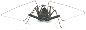 Florida Tailless Whip Scorpion #FTW-S