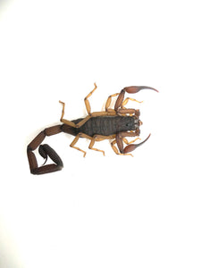 Florida Bark Scorpion