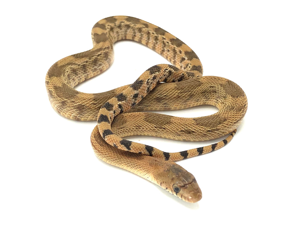 Northern Mexican Pine Snake Male  #JANI22M03