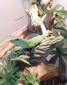 Green Keel-Bellied Lizard Adult Male ID#GKBLM01