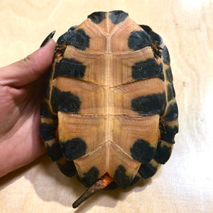 North American Wood Turtle Female #NAWTMPF01