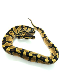 Enchi Yellowbelly or Gravel poss. Phantom Ball Python Male #BPCRM001