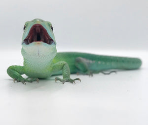 Green Keel-Bellied Lizard Adult Male ID#GKBLM01