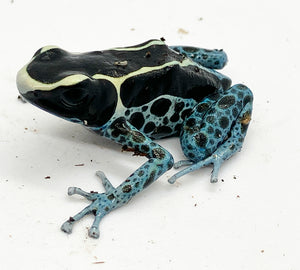 Powder Blue Dart Frog #POw01