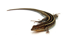 Load image into Gallery viewer, Rainbow Plated Lizard #RPL01
