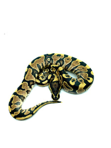 Yellowbelly/Gravel Ball Python Male # BPCRM0027