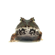 Load image into Gallery viewer, Green Fantasy Horned Frog #GFHFUNMP
