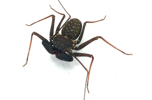 Florida Tailless Whip Scorpion
