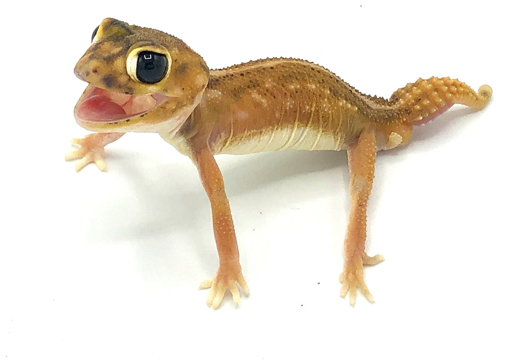 Pernatty Knob Tail Gecko #PKTGM01