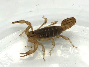 Striped Devil Scorpion