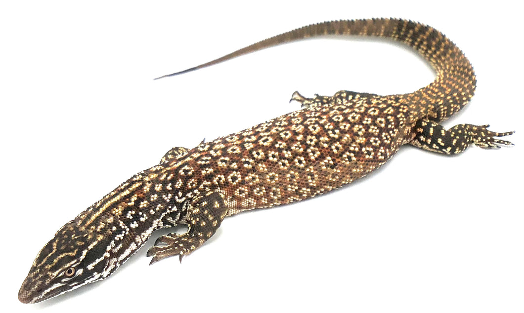 Spiny-tailed Monitor ♂#STMM01AT