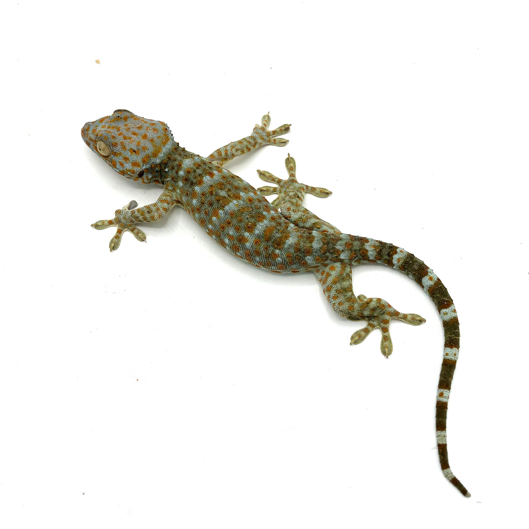 Tokay Gecko #TGJL01