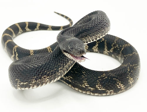 Black Pine Snake Pituophis melanoleucus in threat display