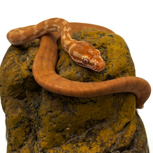 Load image into Gallery viewer, albino darwin carpet python on rock
