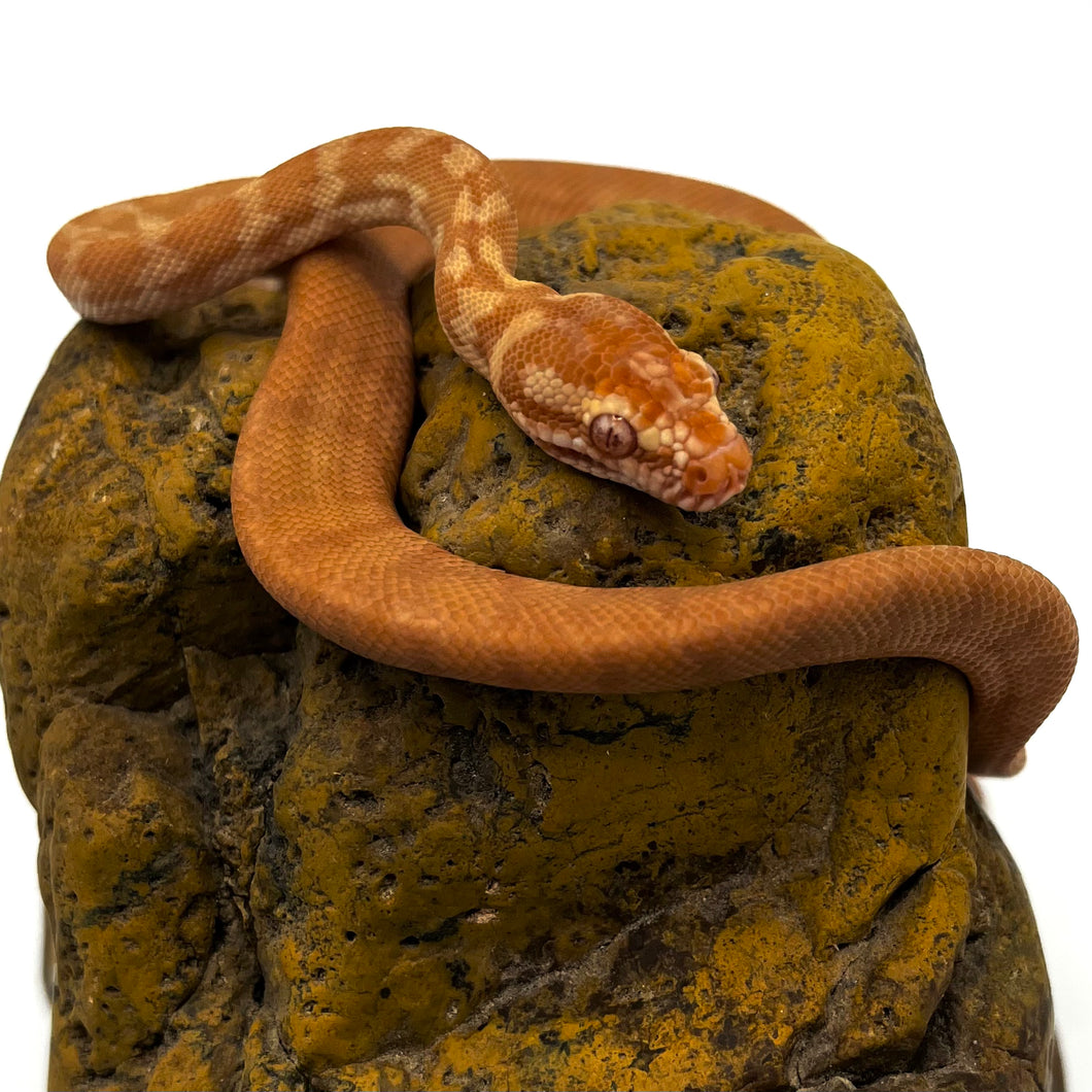 albino darwin carpet python on rock