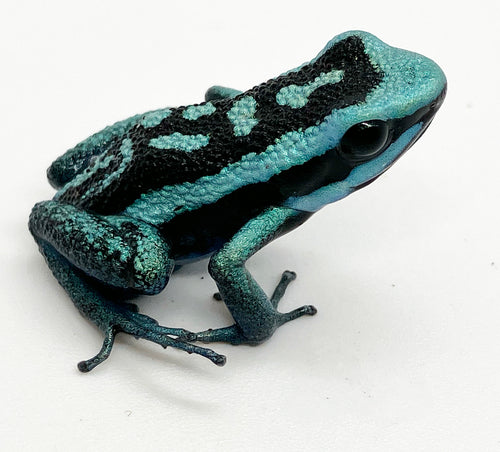 Blue chrome dart frog Ameerega basleri