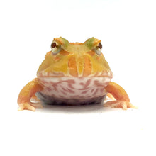Load image into Gallery viewer, Albino Horned Frog #ALHFUNMP
