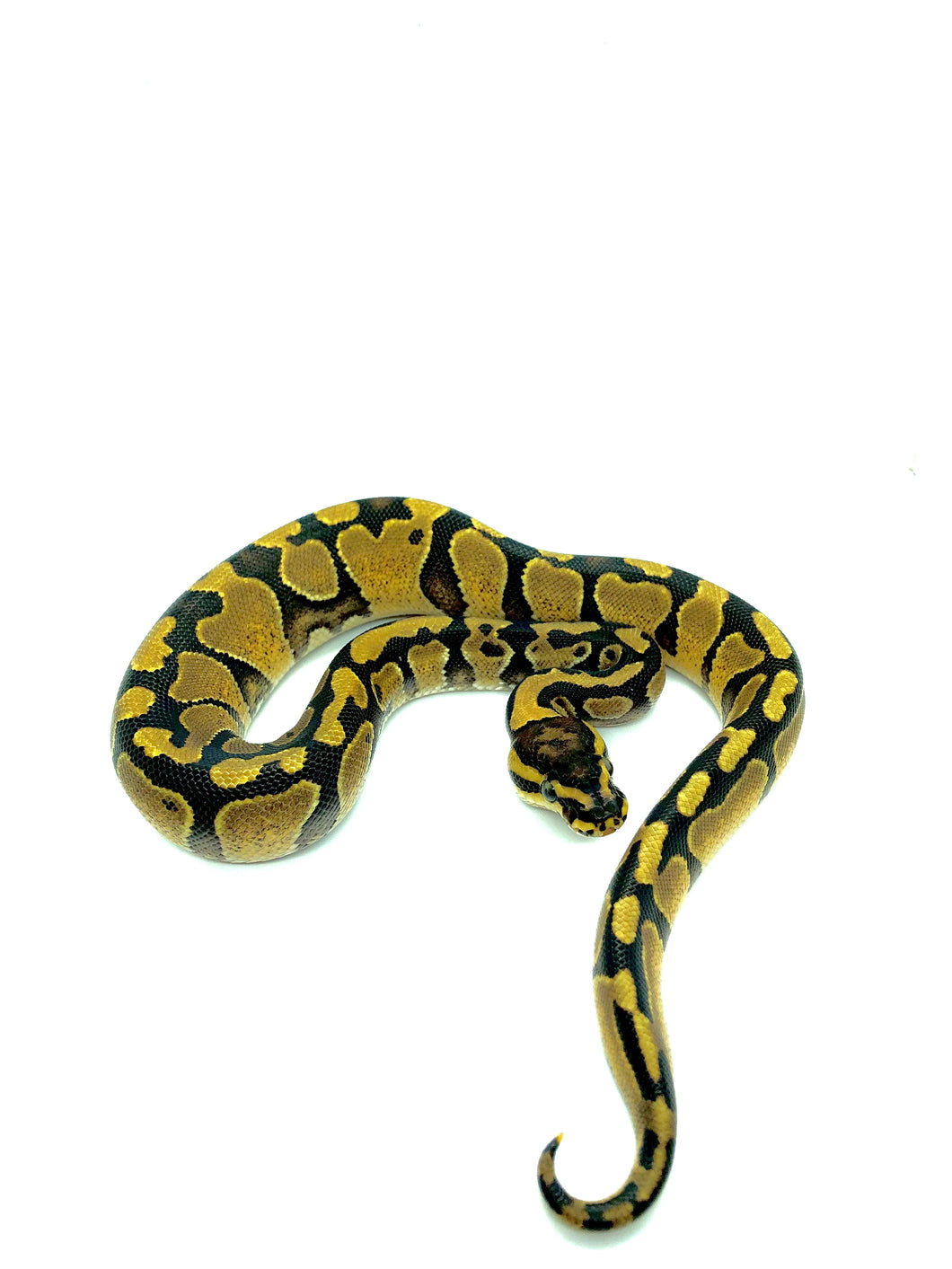 Enchi Yellowbelly or Gravel poss. Phantom Ball Python Female #BPCRF006