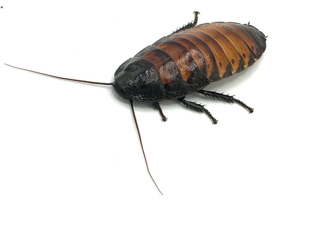 Madagascar Hissing Roach