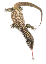 Load image into Gallery viewer, Spiny-tailed Monitor ♂#STMM01AT
