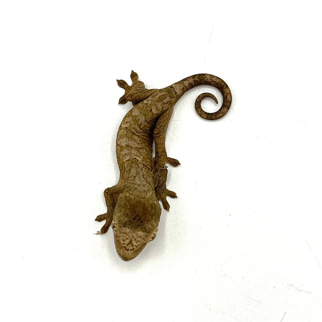 Chahoua Gecko #CHGAB01