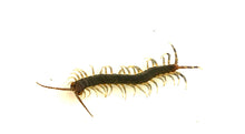 Load image into Gallery viewer, Red Tail Olive Centipede
