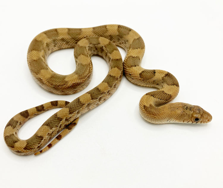 Northern Mexican Pine Snake Female #JANI22F01