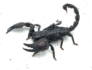 cave claw scorpion 