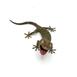 Tokay Gecko #TGJL02